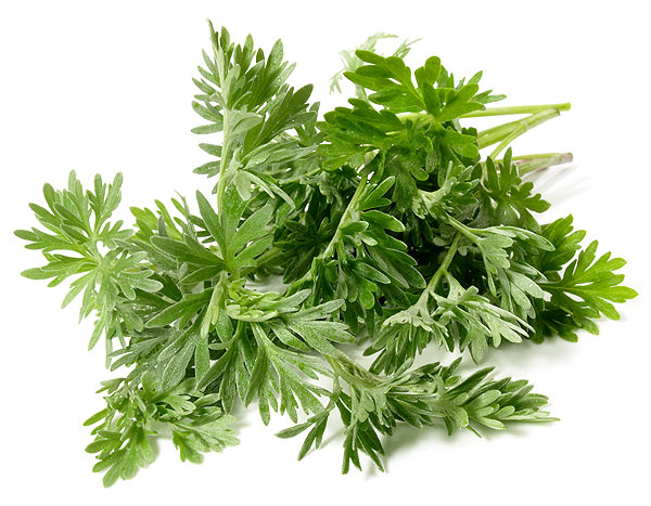 Artemisia Absinthium Wermutkraut